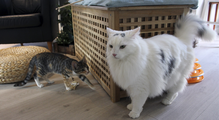 Huskatten Selma (3,5 mnd) tøffer seg for Sokrates.